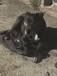 Found/Stray Male Dog last seen D & E Indiana Ave Philadelphia, PA, Philadelphia, PA 19134