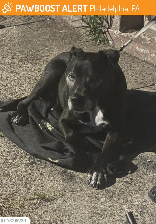 Found/Stray Male Dog last seen D & E Indiana Ave Philadelphia, PA, Philadelphia, PA 19134