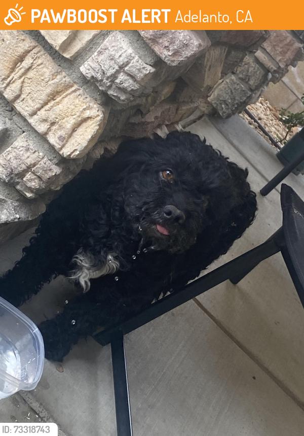 Found/Stray Female Dog last seen Dos palmas and highway 395, Adelanto, CA 92301