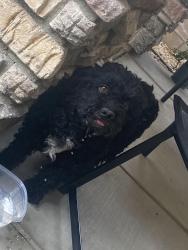 Found/Stray Female Dog last seen Dos palmas and highway 395, Adelanto, CA 92301
