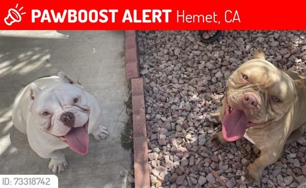 Lost Male Dog last seen Kirby and Jonston, Hemet, CA 92545