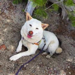 Reunited Female Dog last seen Near Dayspring Dr, Bend, OR 97702