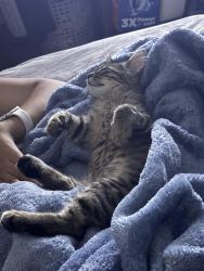 Reunited Female Cat last seen Near vineyard ave, Pleasanton, CA 94566