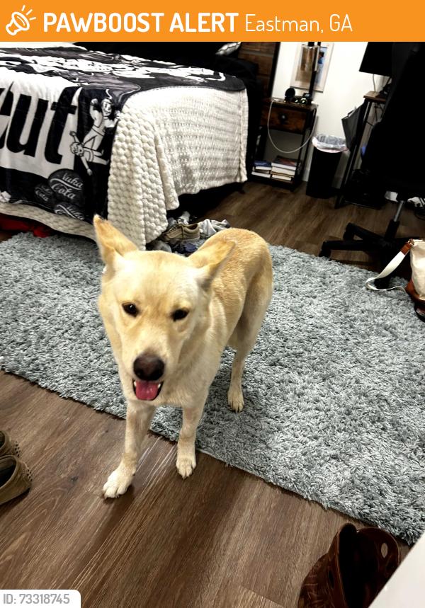 Found/Stray Male Dog last seen Ogden street, Eastman, GA 31023