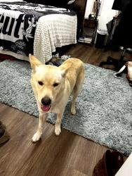 Found/Stray Male Dog last seen Ogden street, Eastman, GA 31023