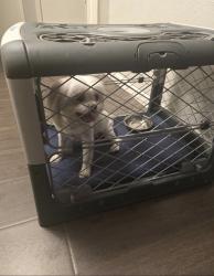 Found/Stray Unknown Dog last seen Austrian Rd and Camelot, Grand Prairie, TX 75050