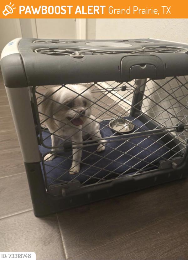 Found/Stray Unknown Dog last seen Austrian Rd and Camelot, Grand Prairie, TX 75050