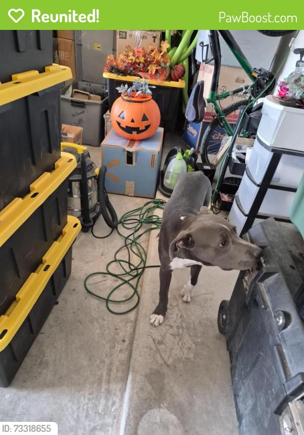 Reunited Male Dog last seen Across the street from Chester E Jordan Elementary, El Paso, TX 79938