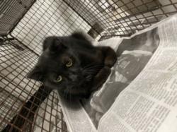 Shelter Stray Unknown Cat last seen , 14409 Vanowen St, Van Nuys, CA 91405, USA