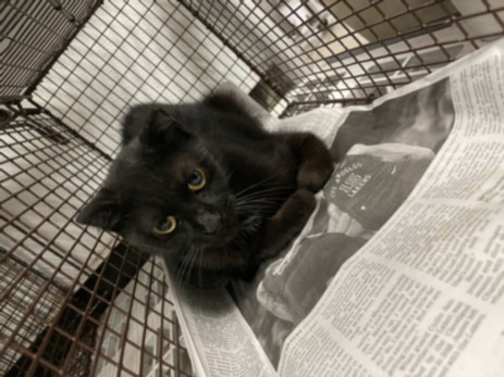 Shelter Stray Unknown Cat last seen , 14409 Vanowen St, Van Nuys, CA 91405, USA