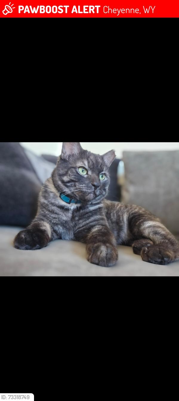 Lost Male Cat last seen Near Walgreens, Cheyenne, WY 82001