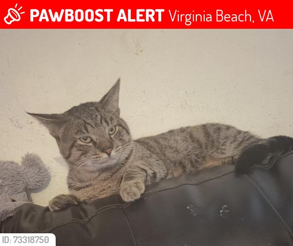 Lost Male Cat last seen Condor st, Virginia Beach, VA 23462
