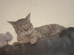 Lost Male Cat last seen Condor st, Virginia Beach, VA 23462