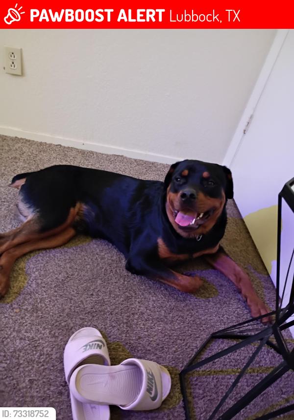 Lost Male Dog last seen Chicago, Lubbock, TX 79414