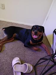 Lost Male Dog last seen Chicago, Lubbock, TX 79414