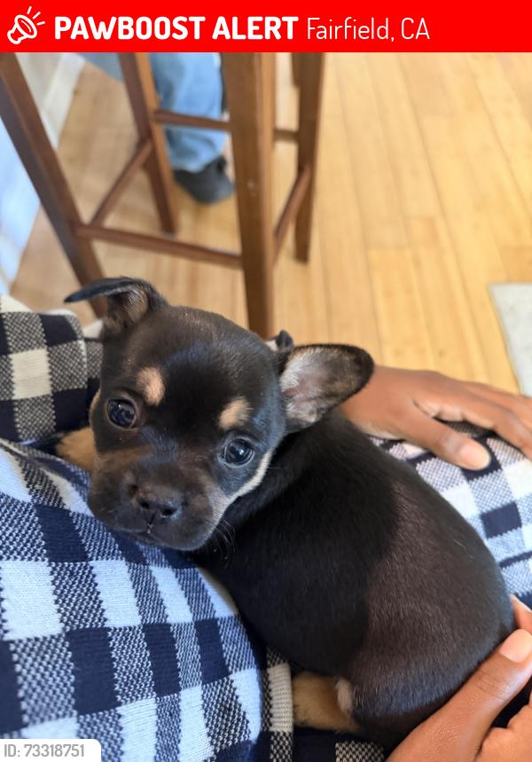 Lost Female Dog last seen Travis Blvd, Fairfield, CA 94533