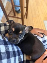 Lost Female Dog last seen Travis Blvd, Fairfield, CA 94533