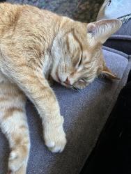 Reunited Male Cat last seen 20th and stark, Portland, OR 97214