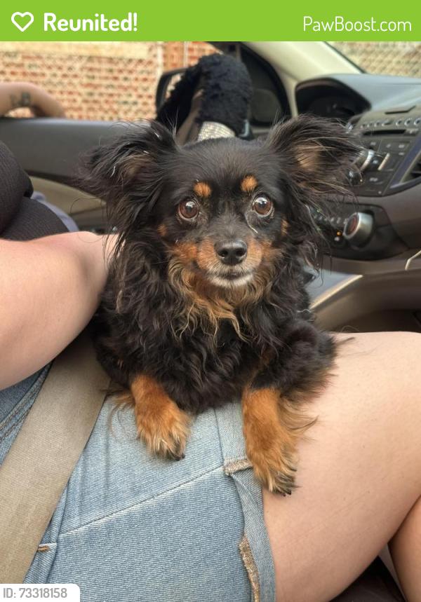 Reunited Female Dog last seen Rosedale Ave & Bruckner expressway, The Bronx, NY 10472