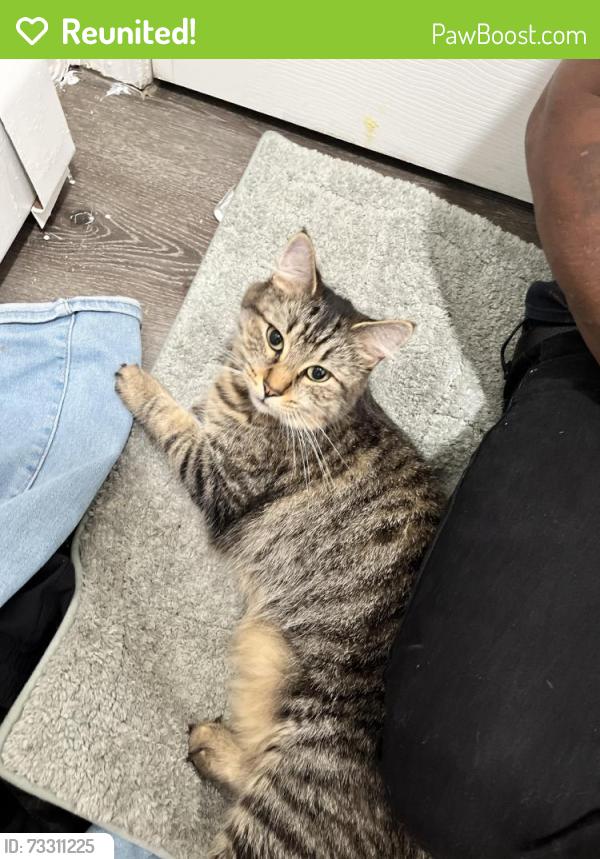 Reunited Female Cat last seen Lincoln st, Worcester, MA 01605