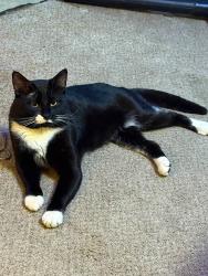 Lost Male Cat last seen Last seen by 64th street and evergreen Ave in saratoga, Wisconsin Rapids, WI 54494