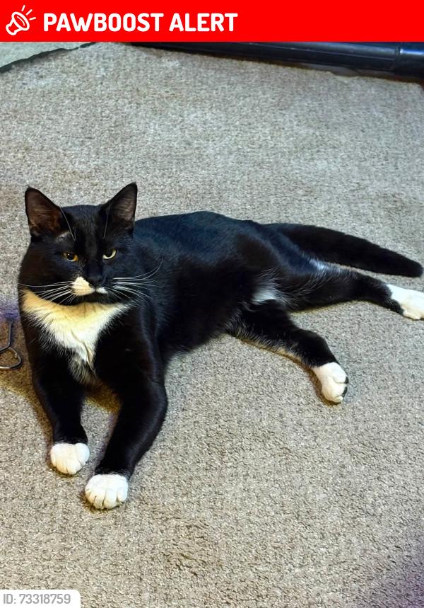 Lost Male Cat last seen Last seen by 64th street and evergreen Ave in saratoga, Wisconsin Rapids, WI 54494