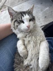 Lost Male Cat last seen Public Library, Santa Clarita, CA 91351