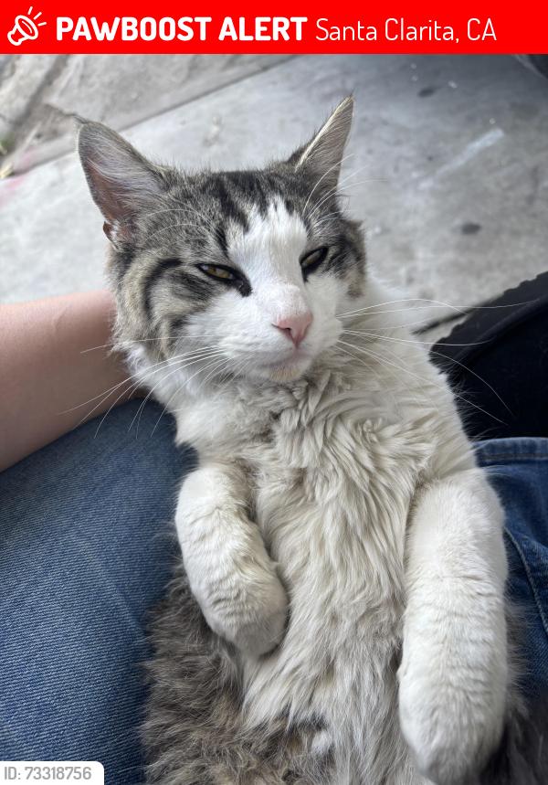Lost Male Cat last seen Public Library, Santa Clarita, CA 91351