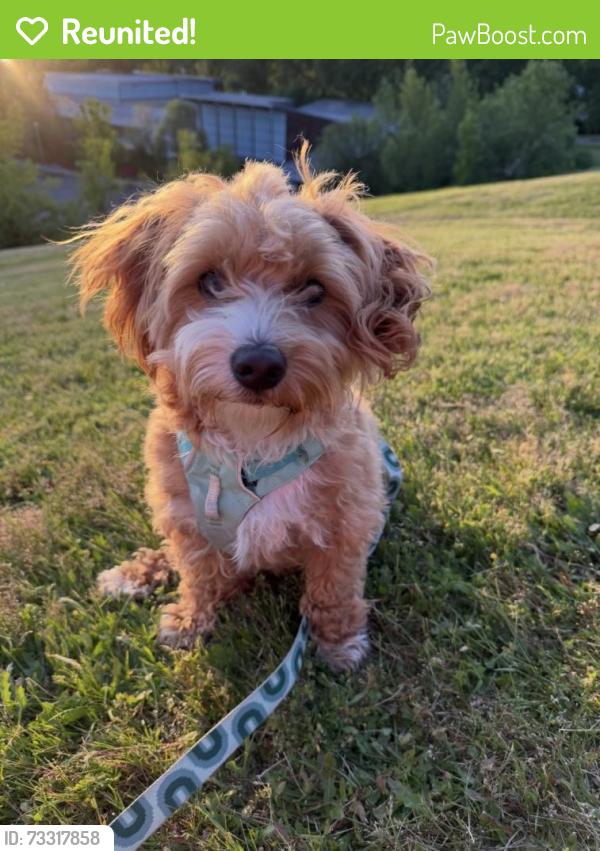 Reunited Male Dog last seen SW Marigold St, Portland, OR 97219
