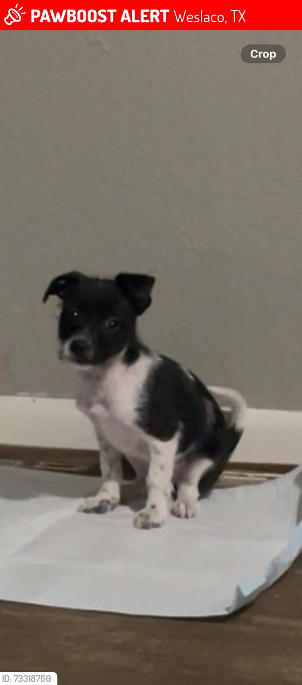 Lost Male Dog last seen Las palmas, Weslaco, TX 78596