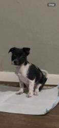 Lost Male Dog last seen Las palmas, Weslaco, TX 78596