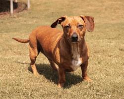 Reunited Male Dog last seen Wren Rd Piedmont, Anderson County, SC 29673