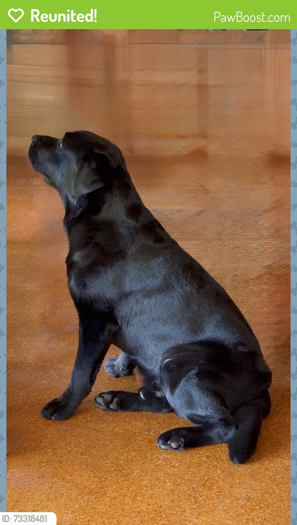 Reunited Male Dog last seen Near Mount glorious road, Mount Glorious, QLD 4520