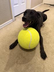 Reunited Female Dog last seen Locust Ln & Overlin In sanctuary community, Avondale, AZ 85323