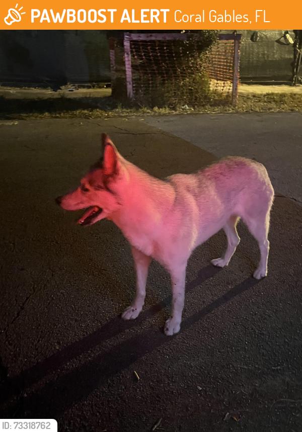Found/Stray Unknown Dog last seen Granada Groves Ct, Coral Gables and 8st, Coral Gables, FL 33134