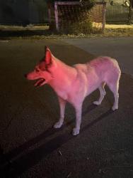 Found/Stray Unknown Dog last seen Granada Groves Ct, Coral Gables and 8st, Coral Gables, FL 33134