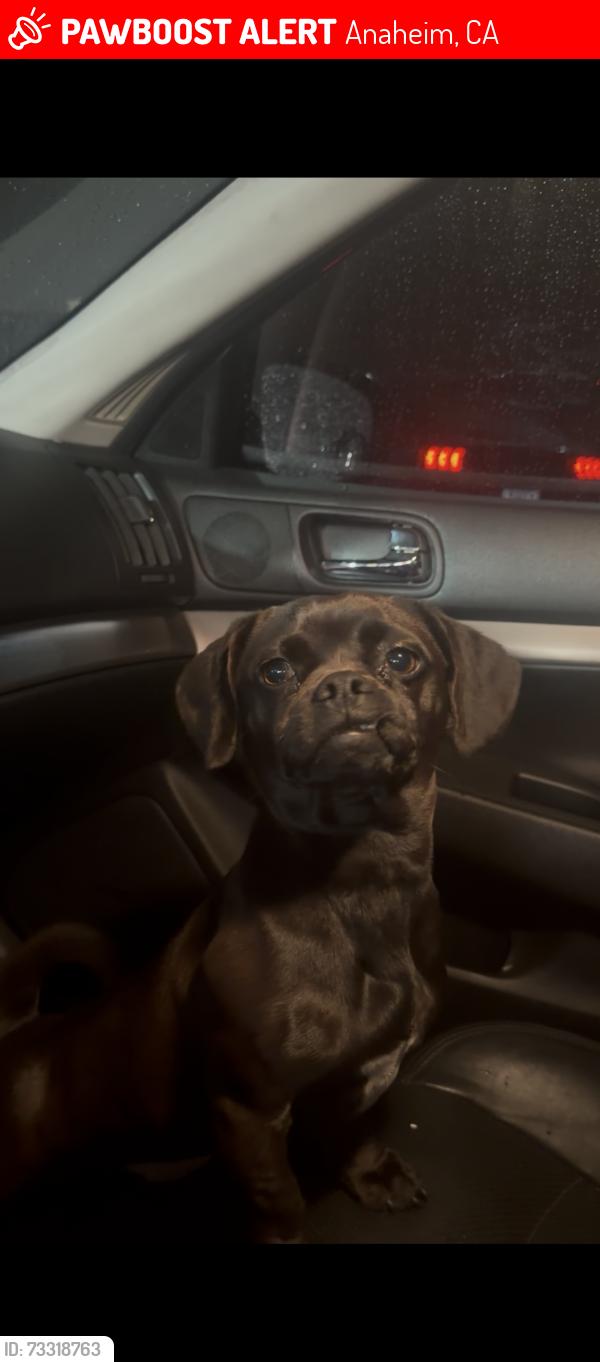 Lost Female Dog last seen Anaheim blvd Lincoln, Anaheim, CA 92805