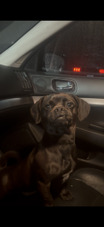 Lost Female Dog last seen Anaheim blvd Lincoln, Anaheim, CA 92805