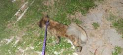 Found/Stray Female Dog last seen Concord and Durham, Haverhill, FL 33417