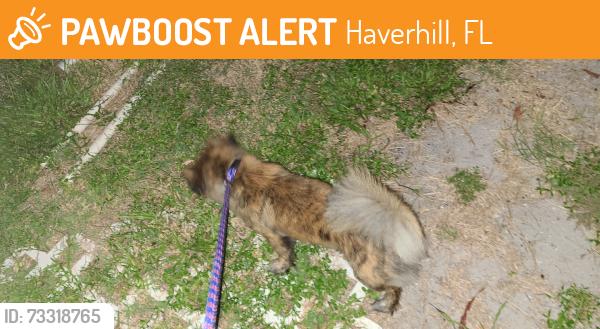 Found/Stray Female Dog last seen Concord and Durham, Haverhill, FL 33417
