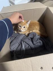 Found/Stray Female Cat last seen Roslyn NY, Roslyn, NY 11577