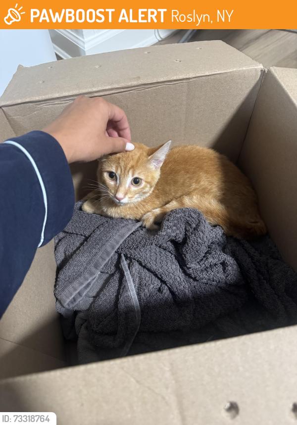 Found/Stray Female Cat last seen Roslyn NY, Roslyn, NY 11577