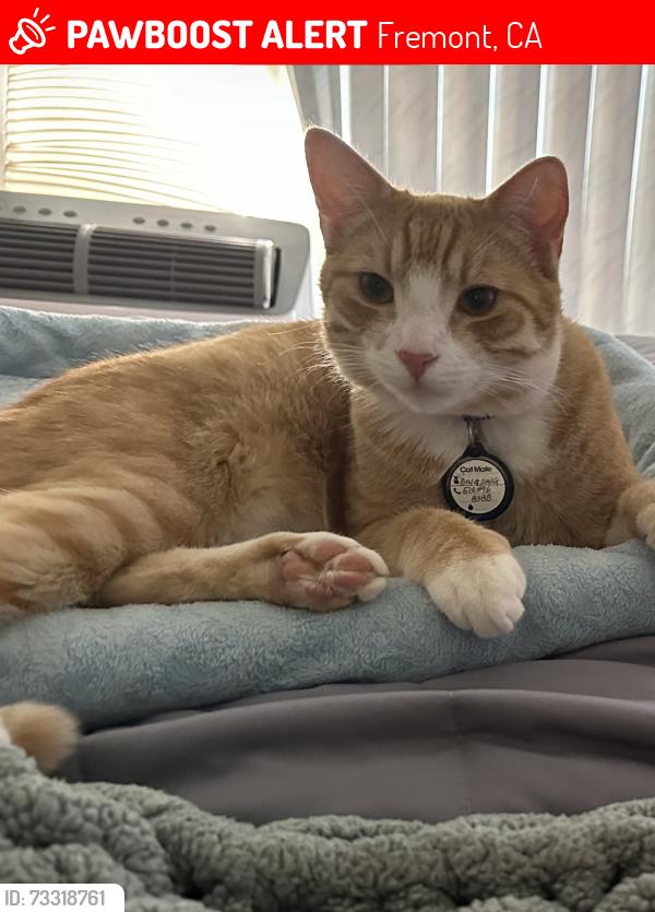 Lost Male Cat last seen Montclaire st. And mission blvd, Fremont, CA 94539