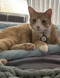 Lost Male Cat last seen Montclaire st. And mission blvd, Fremont, CA 94539