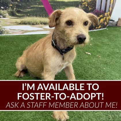 Shelter Stray Male Dog last seen Conquistador Cir. / Buena Suerte, Brazos County, TX, 5359 Leonard Rd, Bryan, TX 77807, USA