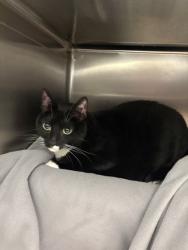 Shelter Stray Female Cat last seen Near Linden Ave, Seattle, WA, 2061 15th Ave W, Seattle, WA 98119, USA