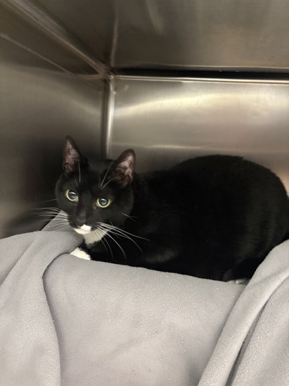 Shelter Stray Female Cat last seen Near Linden Ave, Seattle, WA, 2061 15th Ave W, Seattle, WA 98119, USA