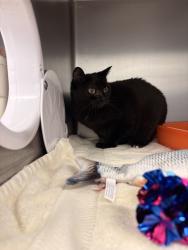 Shelter Stray Female Cat last seen Near Linden Ave, Seattle, WA, 2061 15th Ave W, Seattle, WA 98119, USA
