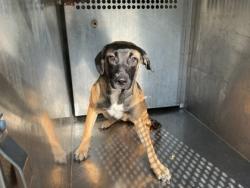 Shelter Stray Female Dog last seen Near Quilen Blvd, Caddo Parish, LA, 1500 Monty St, Shreveport, LA 71107, USA