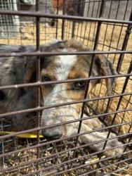 Shelter Stray Male Dog last seen N Hayes Ave & W Belmont Ave, Fresno Zone Fresno CO 2 93723, CA, 1510 W Dan Ronquillo Dr, Fresno, CA 93706, USA